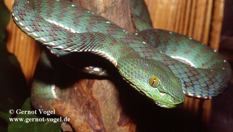 Trimeresurus fucatus male